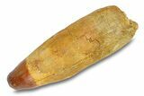 Rooted Crocodylomorph Tooth - Morocco #292227-1